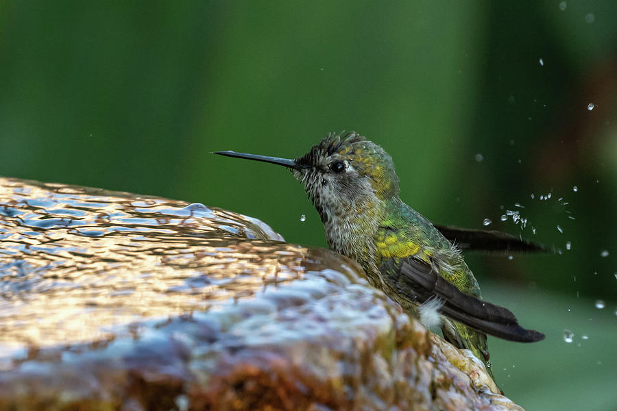 Bird Photograph - Having A Bath by MaryJane Sesto
