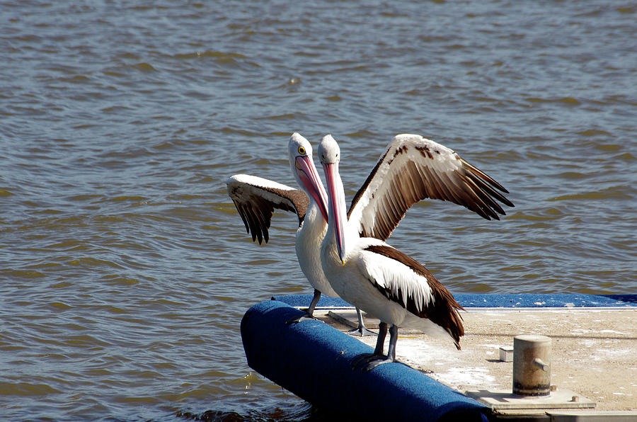 Having a Chat - Two Australian pelican having a conversation on the dock  Photograph by Kenneth Lane Smith