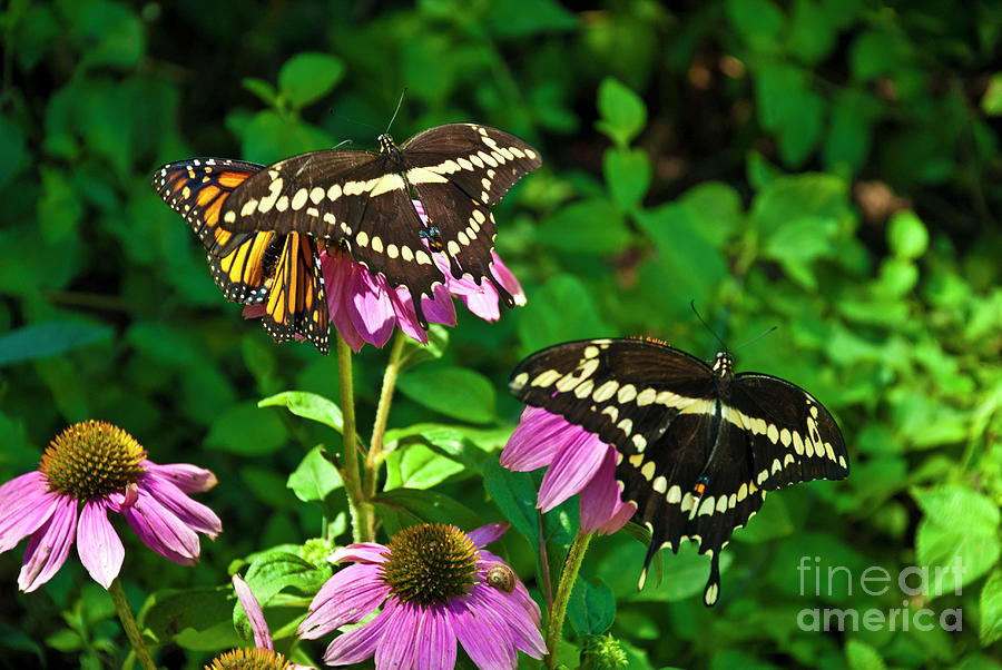 Butterfly Photograph - Having a Party by Julieanne Case