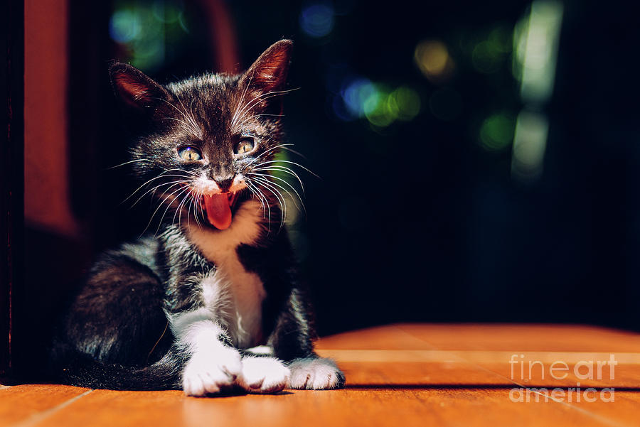 Having pet kittens requires a responsibility to take care of the Photograph by Joaquin Corbalan