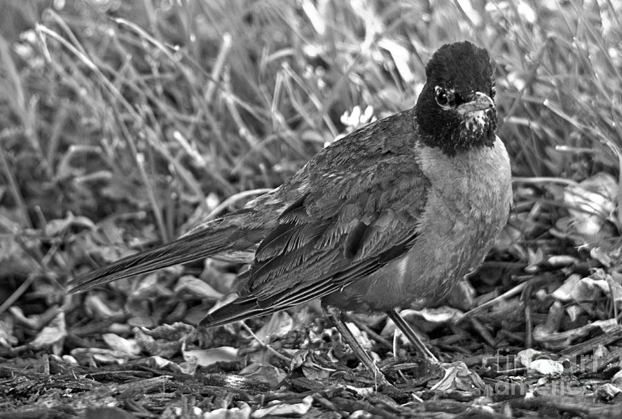 Havre De Grace Red Robin Closeup Black And White Photograph by Adam Jewell