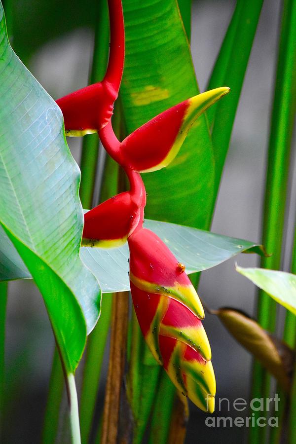 Hawaian Flower Photograph by Dorota Nowak