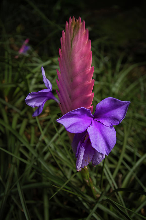 Hawaii Bromeliad Photograph by Roger Mullenhour