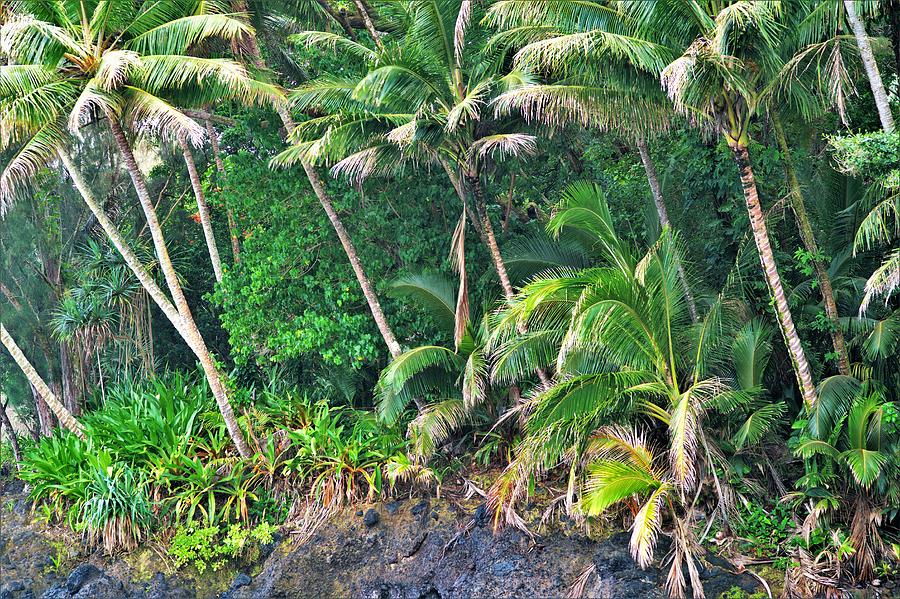 Hawaii Coastal Forest Photograph