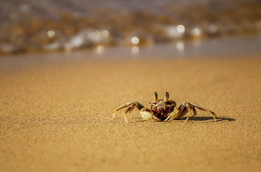 Hawaii Ghost Crab2 Photograph by Dawn Richards