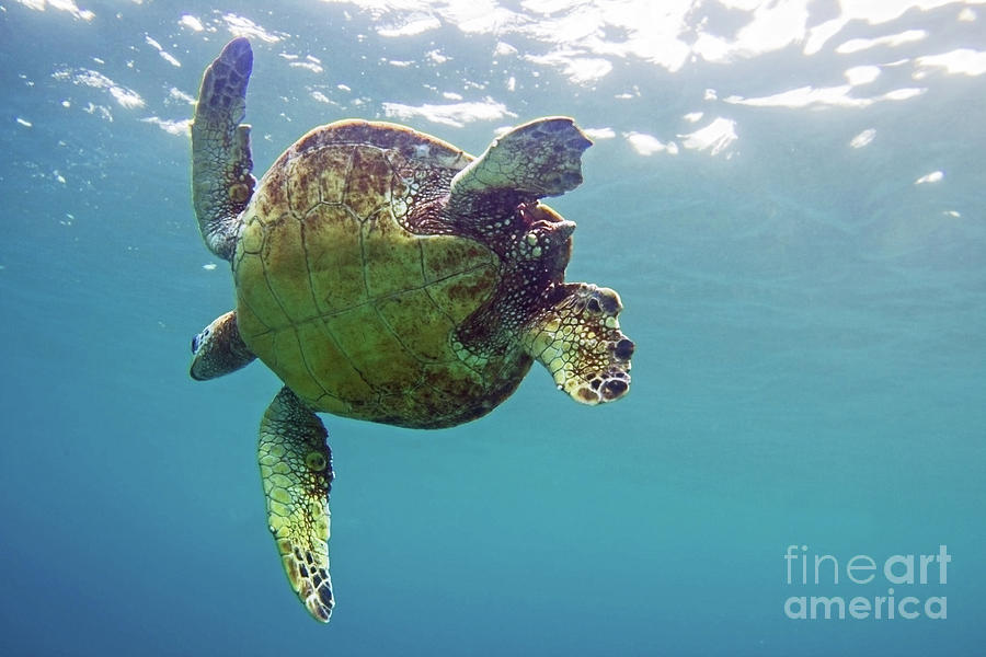Hawaii Green Sea Turtle Swimming Underwater Photograph by Paul Topp