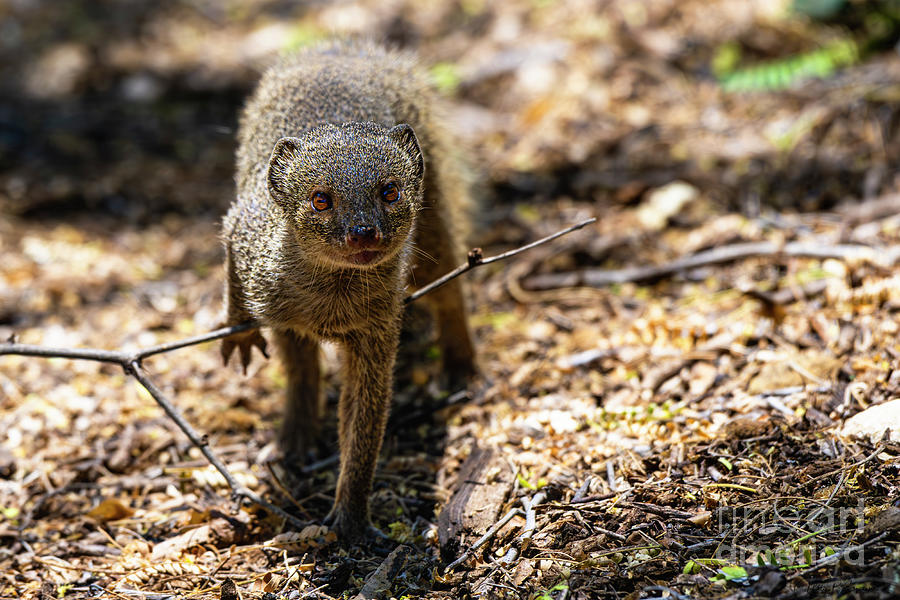 Hawaii Mongoose caught in a Pose Photograph by Phillip Espinasse - Fine ...