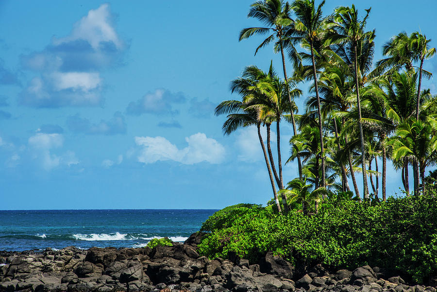 Hawaii Palm Trees Photograph by Hans Einstein - Fine Art America