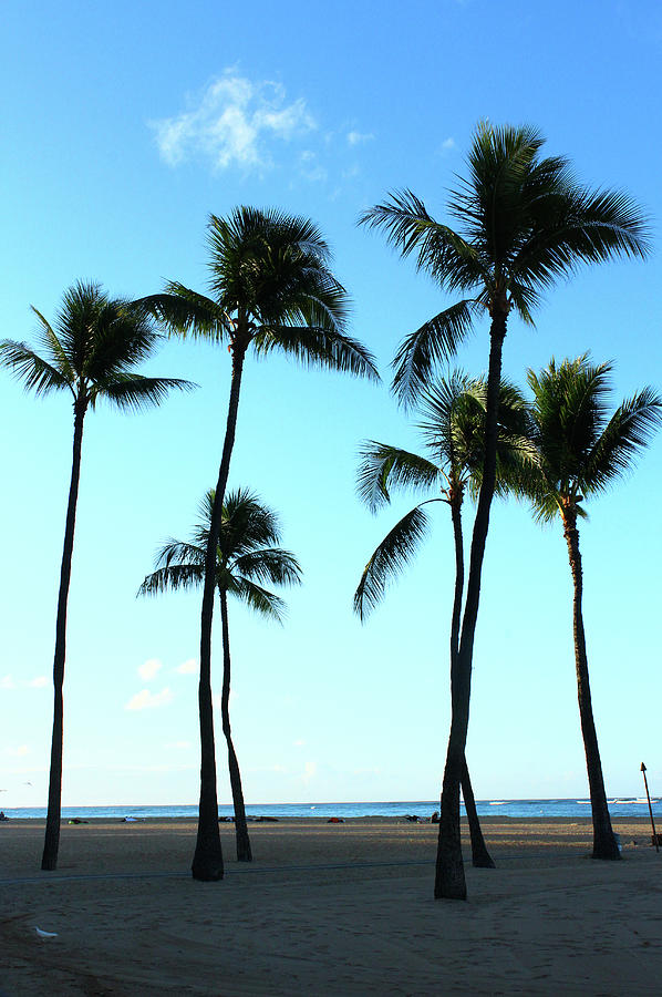 Honolulu Photograph - Hawaii palm trees by Kaoru Shimada