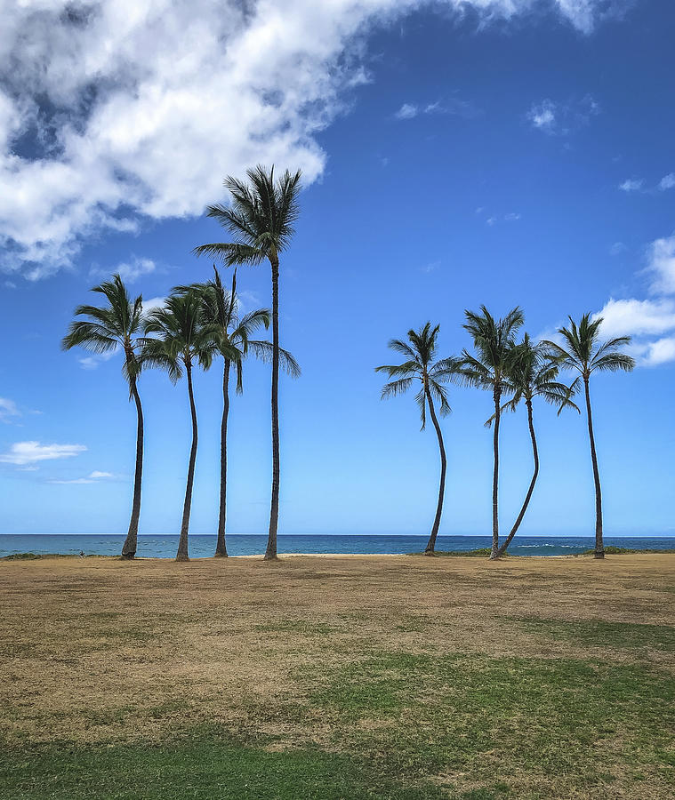 Hawaii Palms Photograph by Jill Laudenslager