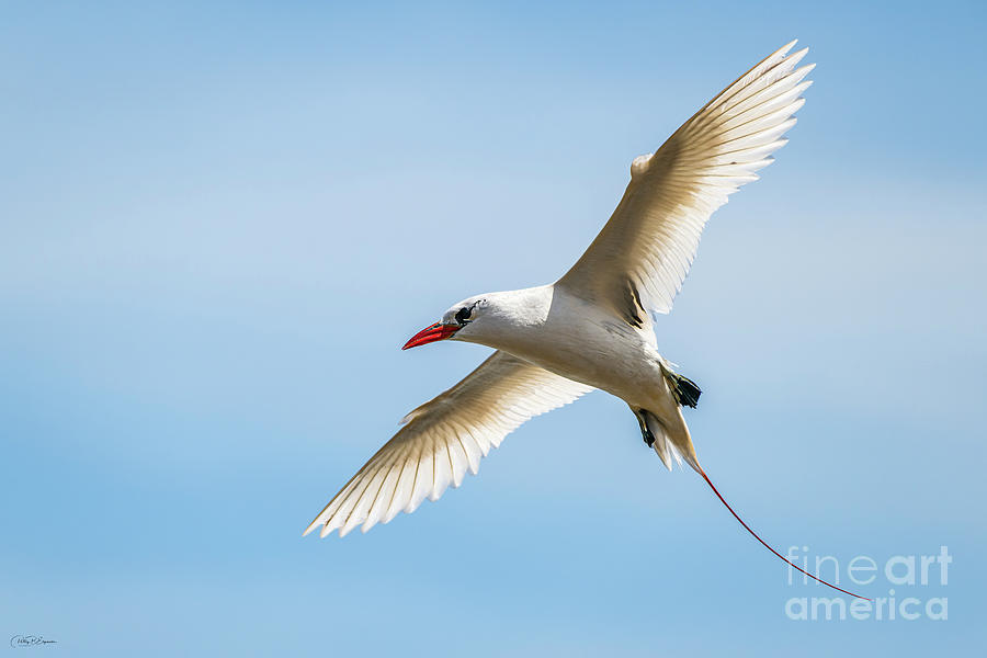 Hawaii Red Tailed Tropic Bird Spreading Wings Photograph