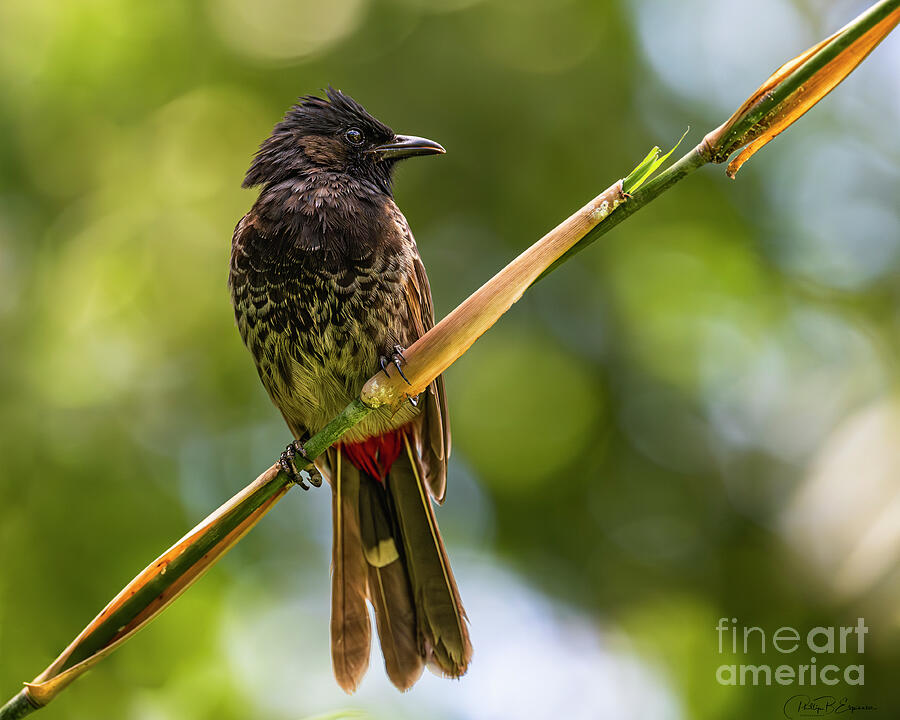 Hawaii Red Vented Bulbul Perched On A Bamboo Branch Photograph
