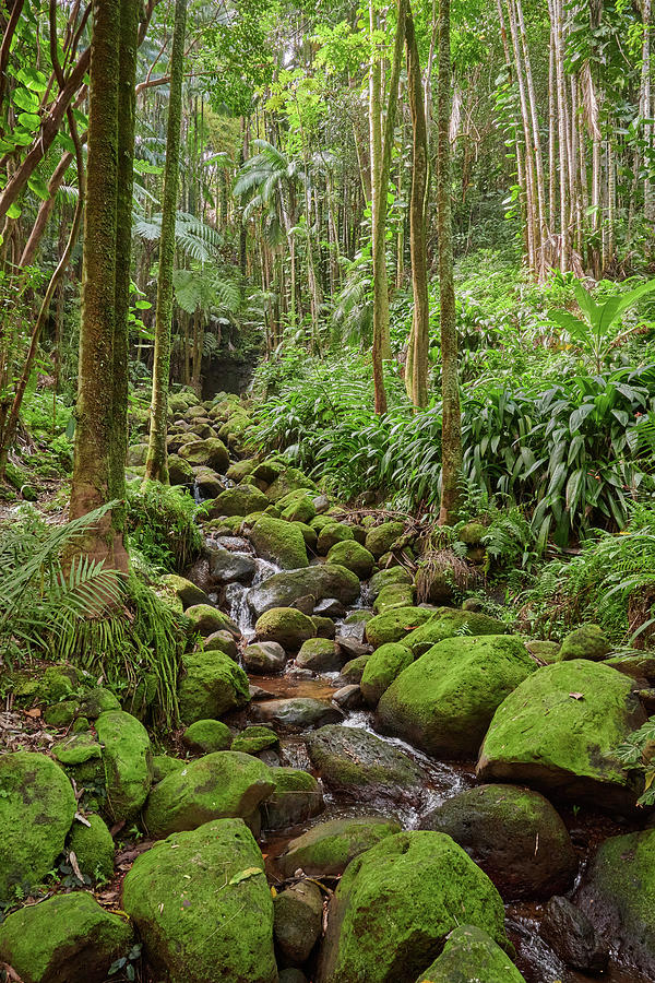 Hawaii Tropical Botanical Garden Photograph by Jim Hughes