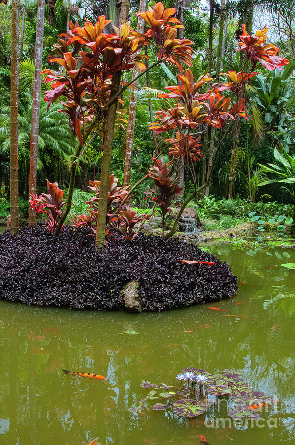 Hawaii Tropical Botanical Gardens Photograph by Bob Phillips