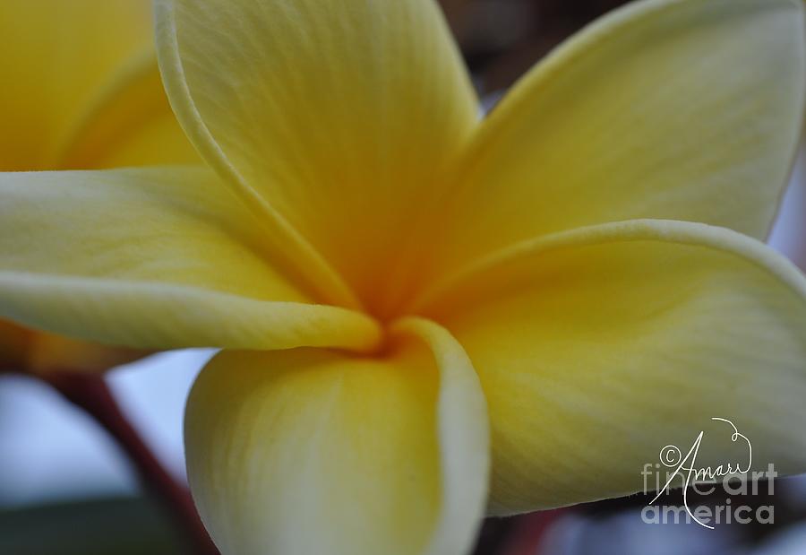 Hawaiian Aztec Gold Plumeria Rubra Photograph by Ann Pride - Fine Art ...