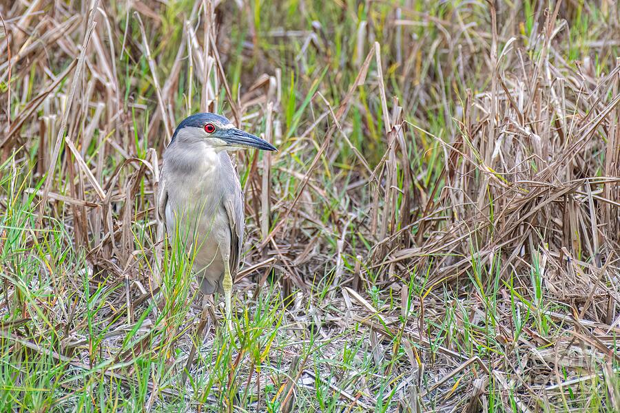 Hawaiian Black-Crowned Night Heron Photograph by Jennifer Jenson - Fine ...