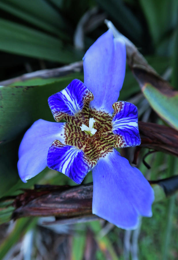 Hawaiian Blue Orchid Photograph by Doug Davidson
