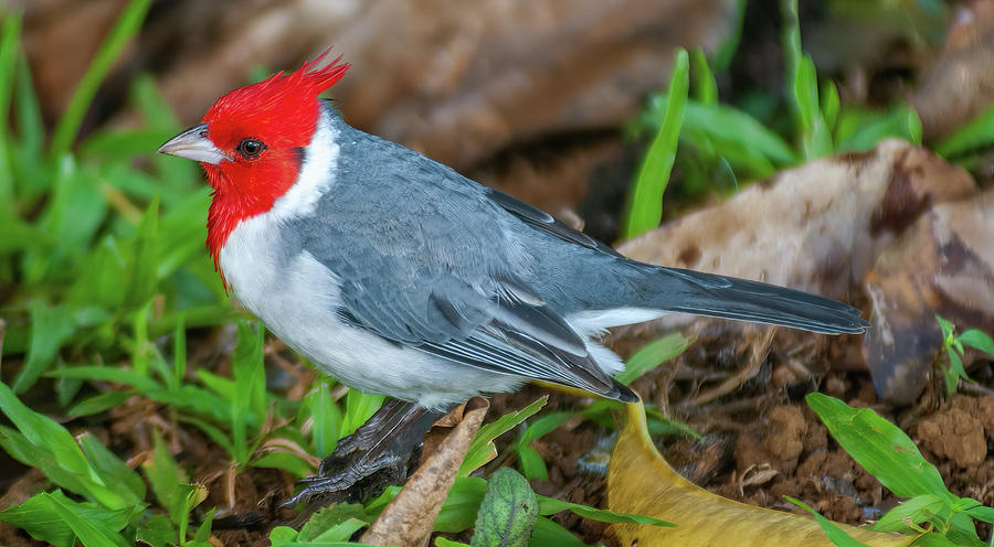 Hawaiian Cardinal. Photograph by Doug Davidson