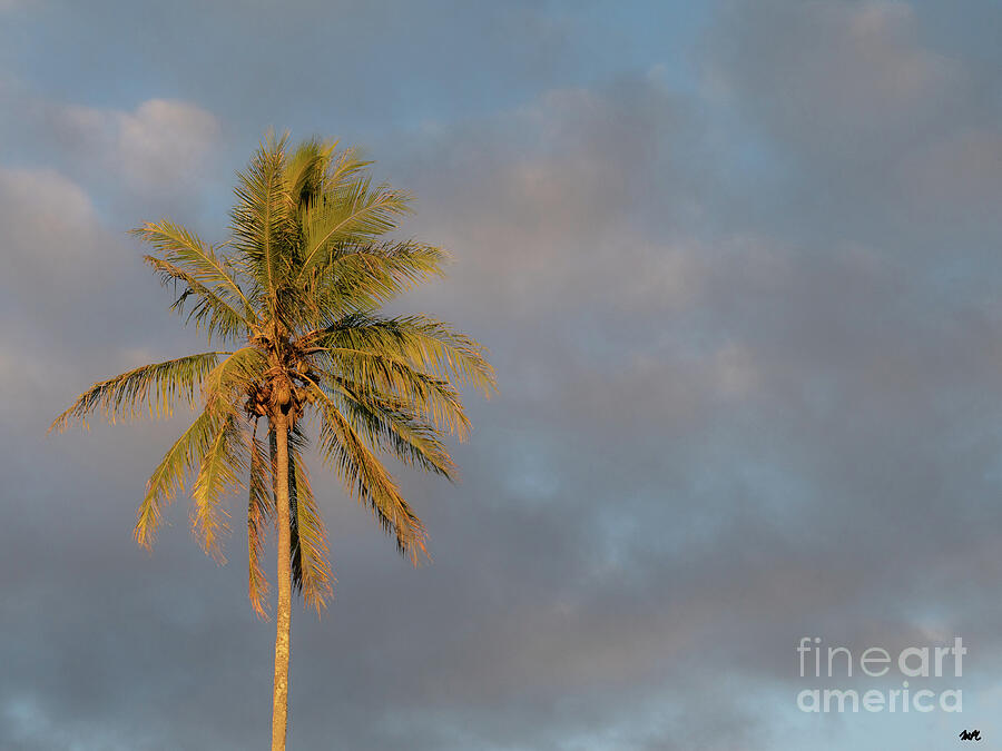 Hawaiian Coconut Palm Photograph by Maresa Pryor-Luzier