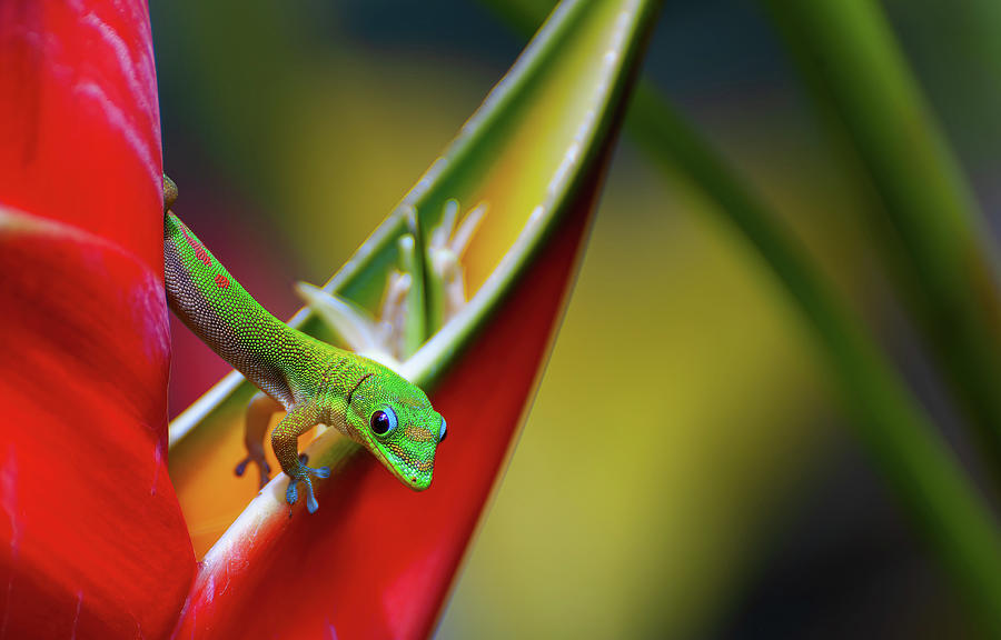 Hawaiian Day Gecko. Photograph by Doug Davidson