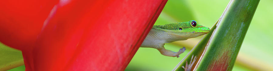 Hawaiian Day Gecko III. Photograph by Doug Davidson