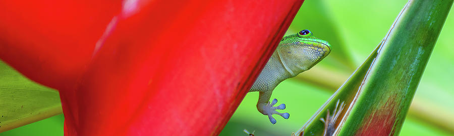 Hawaiian Day Gecko IV. Photograph by Doug Davidson