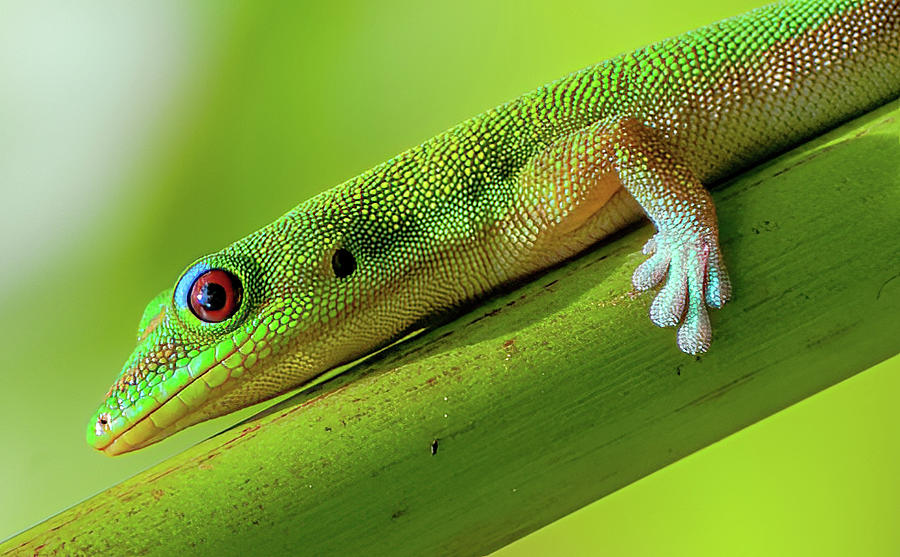 Hawaiian Day Gecko  V. Photograph by Doug Davidson