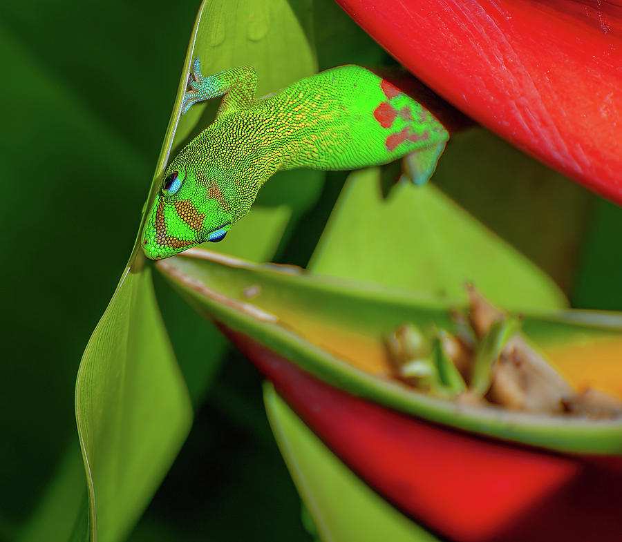 Hawaiian Day Gecko VIII. Photograph by Doug Davidson