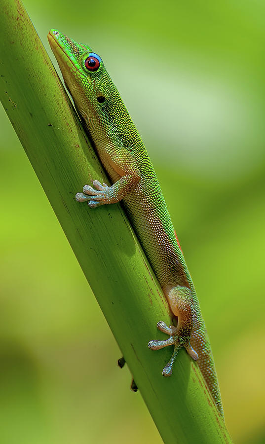 Hawaiian Day Gecko X. Photograph by Doug Davidson