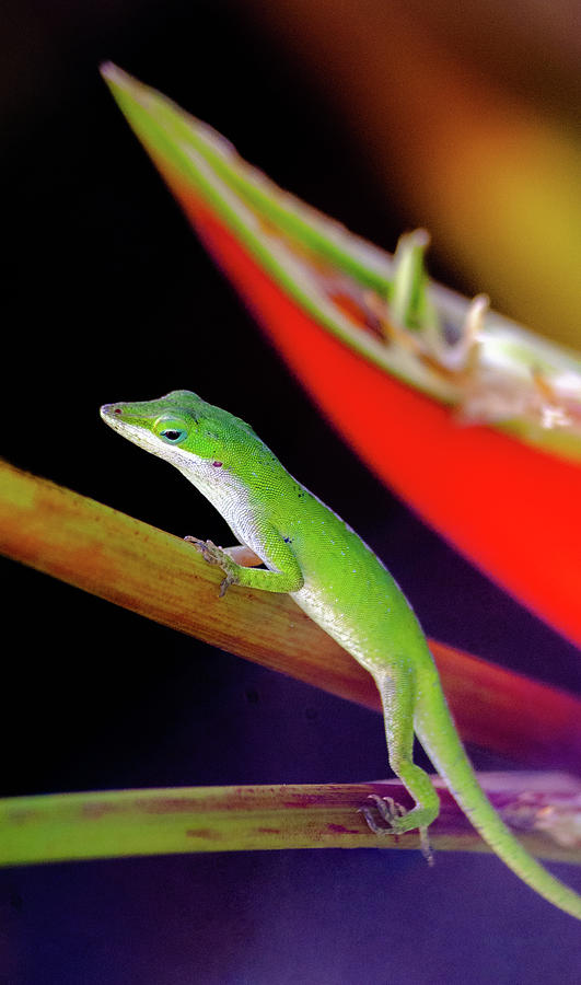 Hawaiian Day Gecko XIV Photograph by Doug Davidson