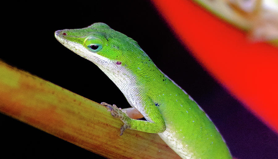 Hawaiian Day Gecko XIII Photograph by Doug Davidson