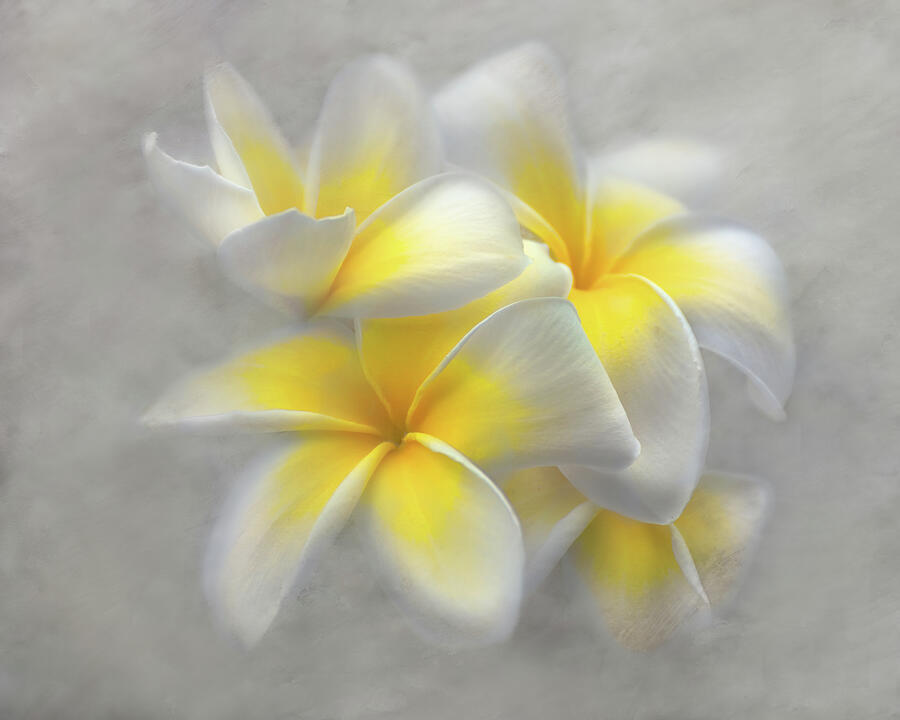 Flower Digital Art - Hawaiian Delight by Mikes Nature