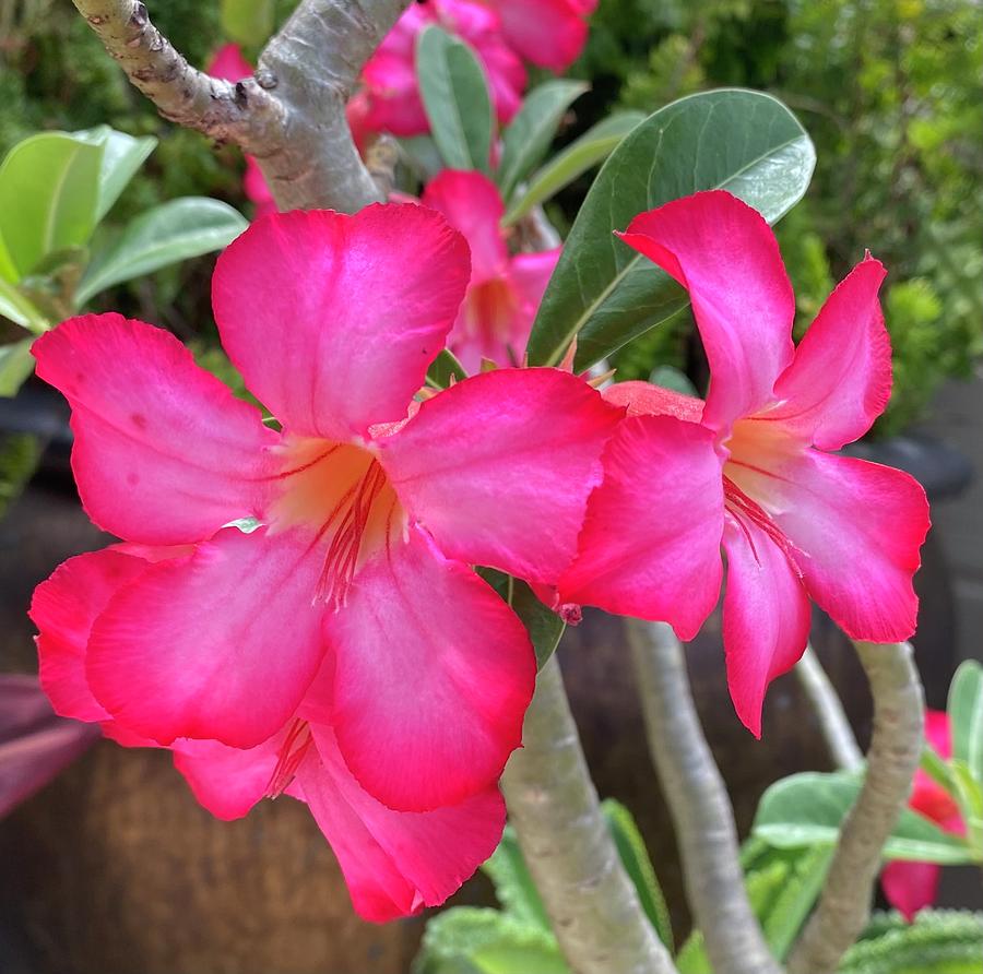 Hawaiian Flower  Photograph by Andrea Callaway