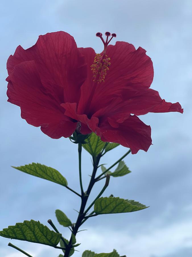 Hawaiian Flower Pyrography by Brandon Hagen - Fine Art America