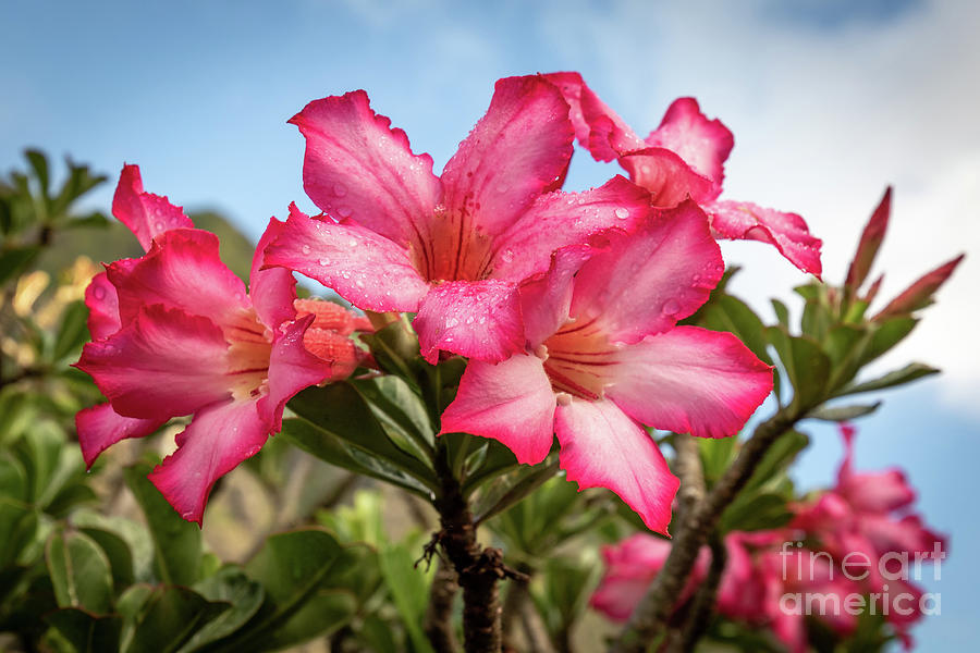 Hawaiian Flowers Photograph by Jennifer Ludlum