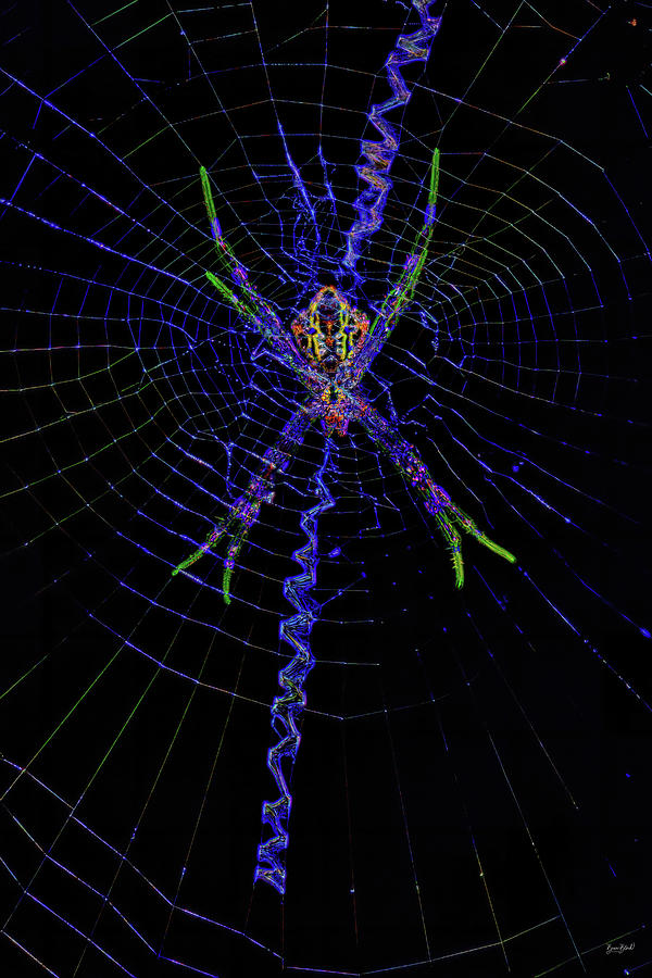Hawaiian Garden spider in web Photograph by Bruce Block