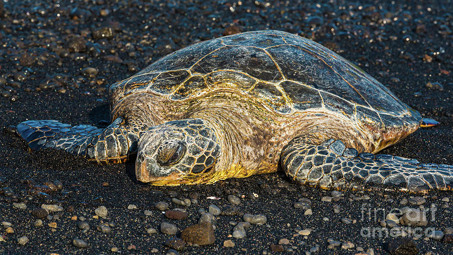 Hawaiian Green Sea Turtle Basking In The Tropical Sun Photograph By