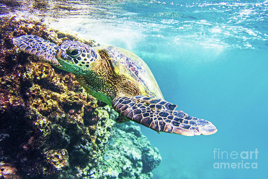 Hawaiian Green Sea Turtle Swimming in Hawaii Photograph by Paul Topp
