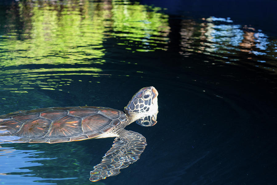 Hawaiian Green Sea Turtle 2 Photograph by Thomas Anderson - Fine Art ...