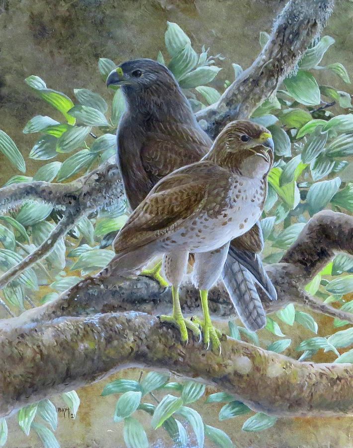 Hawaiian Hawks study Painting by Barry Kent MacKay