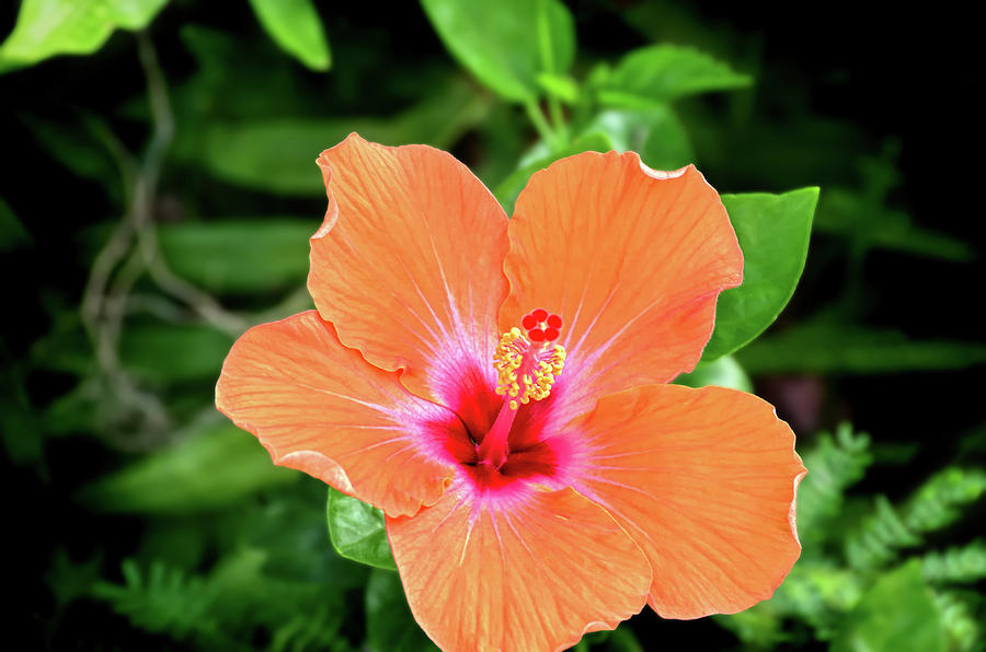 Hawaiian Hibiscus Photograph by David Lawson