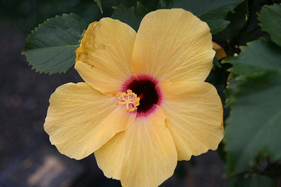 Hawaiian Hibiscus Flower Photograph By Stephen Cleaver - Fine Art America