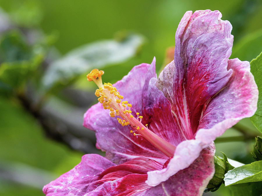 Hawaiian Hibiscus Photograph by Roy Wenzl