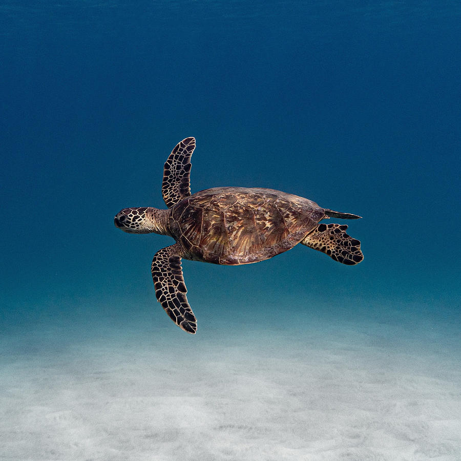 Hawaiian Honu Photograph by Brenton Balderama - Fine Art America