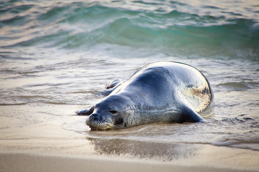 Hawaiian Monk Seal, an Endangered Wildlife of Hawaii Photograph by YinYang