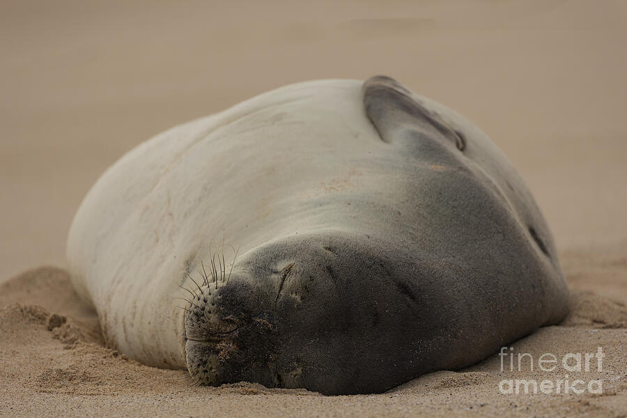 Wildlife Photograph - Hawaiian monk Seal by Eva Lechner