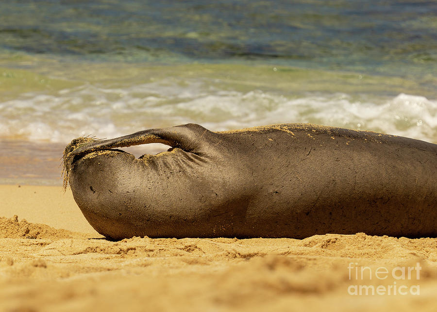 Wildlife Photograph - Hawaiian Monk Seal Face Palm by Nancy Gleason