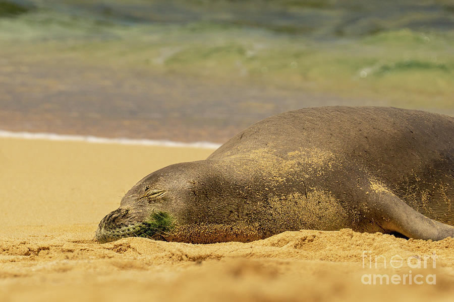 Wildlife Photograph - Hawaiian Monk Seal Naps on the Beach by Nancy Gleason