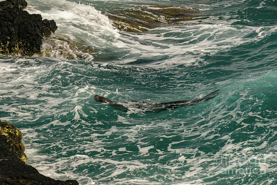 Animal Photograph - Hawaiian Monk Seal Plays in the Surf of Kauai by Nancy Gleason