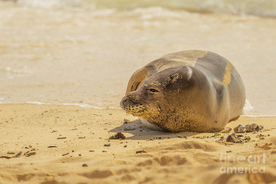 Hawaiian Monk Seal Ready for High Tide Photograph by Nancy Gleason